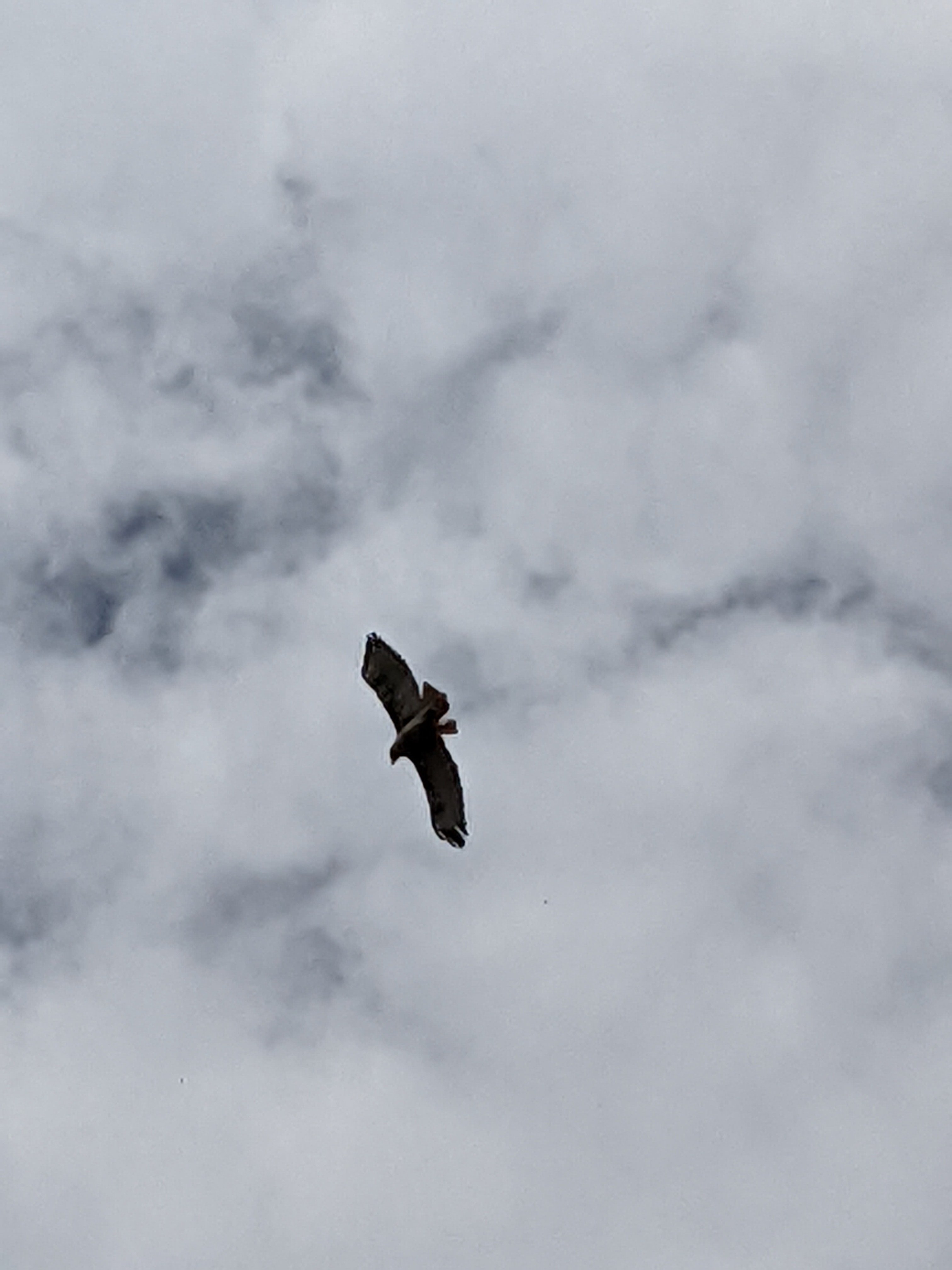 Raptor hunting in Alum Rock Park